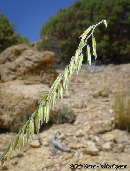 Bouteloua curtipendula (Michx.) Torr. resmi