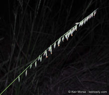 Bouteloua curtipendula (Michx.) Torr. resmi