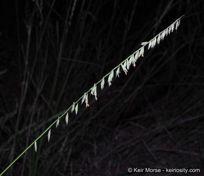 Image of sideoats grama