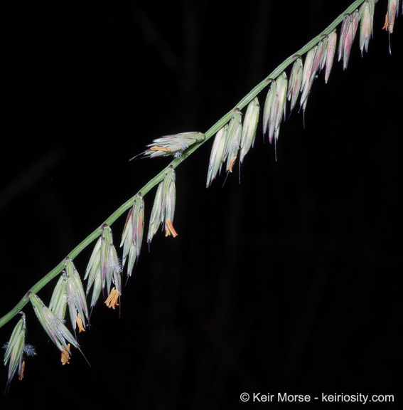 Image of sideoats grama