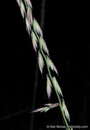 Image of sideoats grama