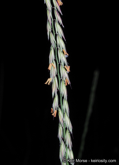 Image of sideoats grama