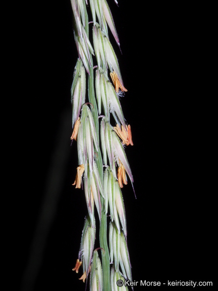 Image of sideoats grama