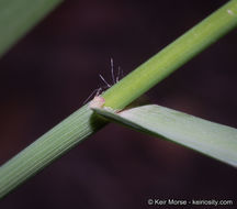 Bouteloua curtipendula (Michx.) Torr. resmi