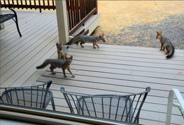 Image of gray fox