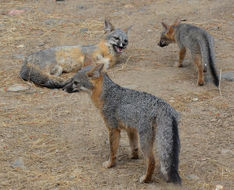 Image of gray fox