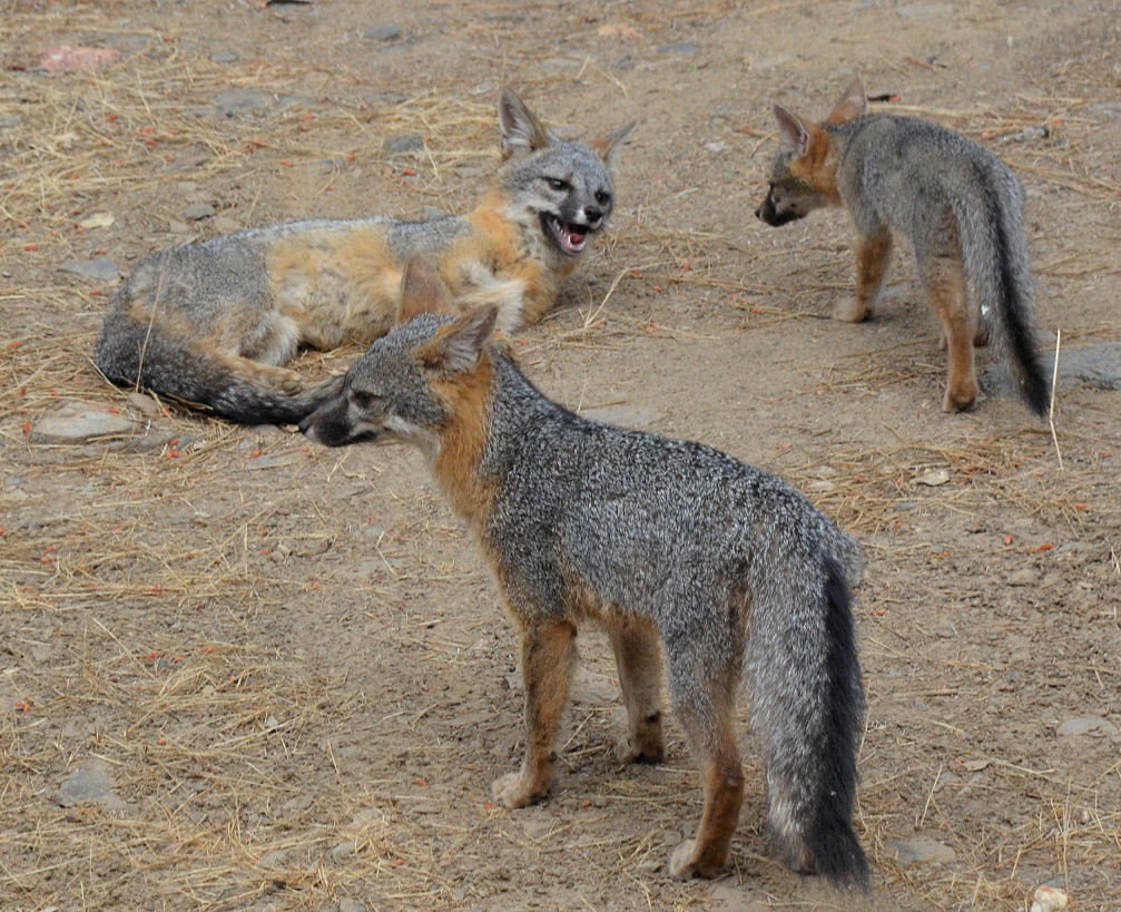 Image de Renard gris