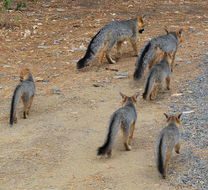 Image of gray fox