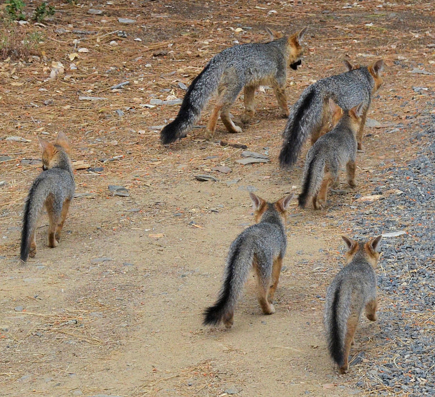 Image de Renard gris