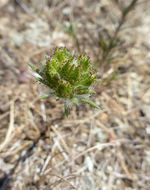 Plancia ëd Calycadenia multiglandulosa DC.