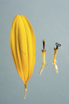 Image of common sunflower