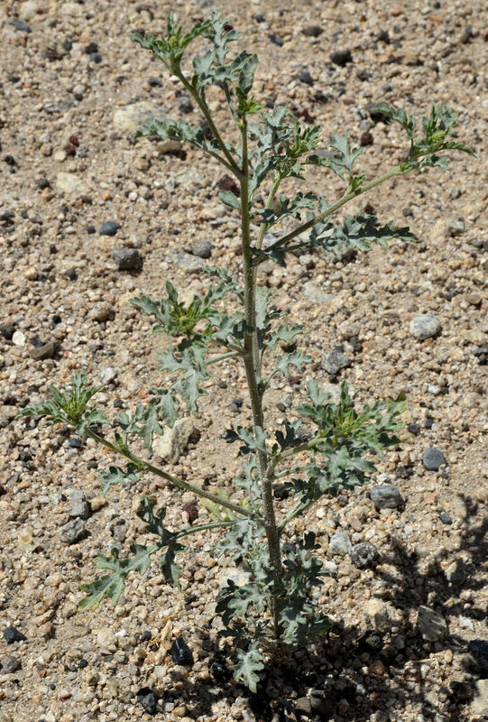 Image of flatspine bur ragweed