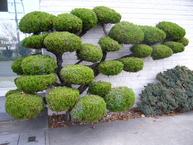 Image of Chinese Juniper