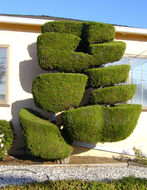 Image of Chinese Juniper