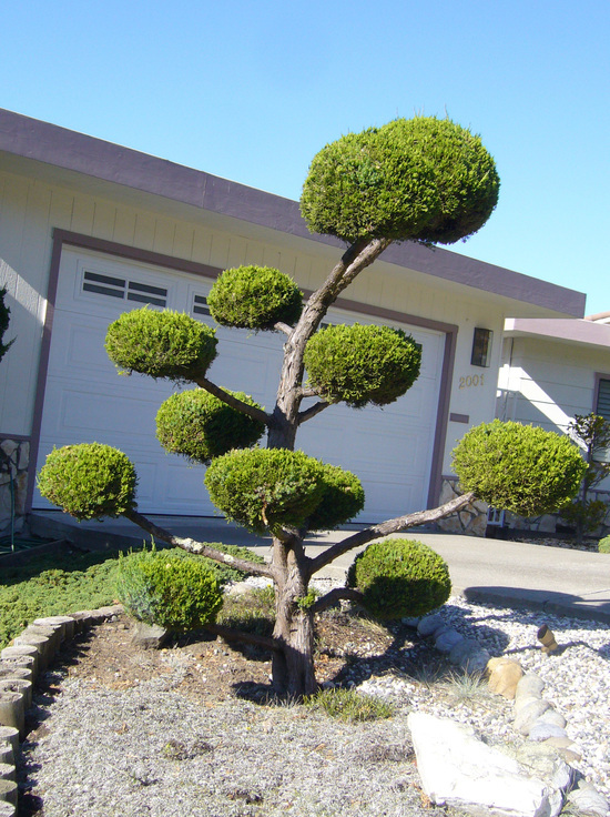 Image of Chinese Juniper