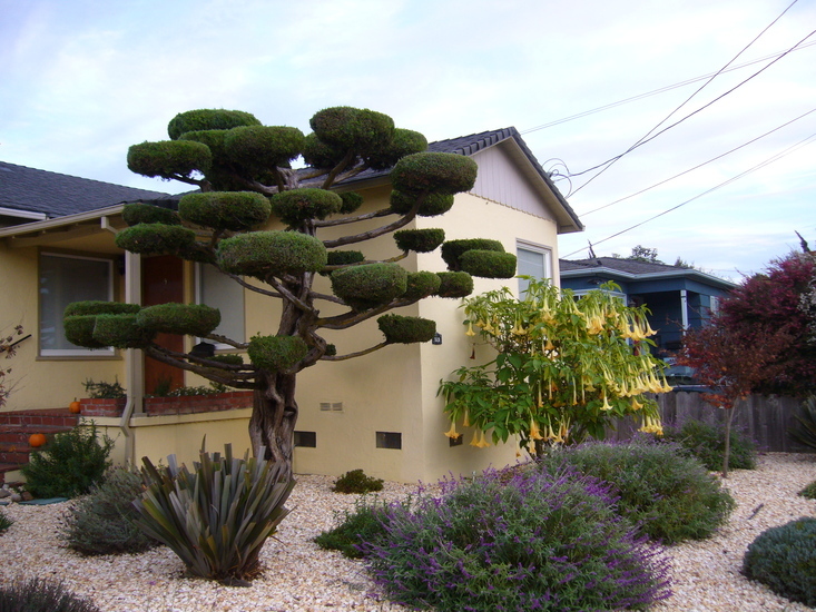 Image of Chinese Juniper