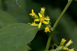 Image of Broad-leaved goldenrod