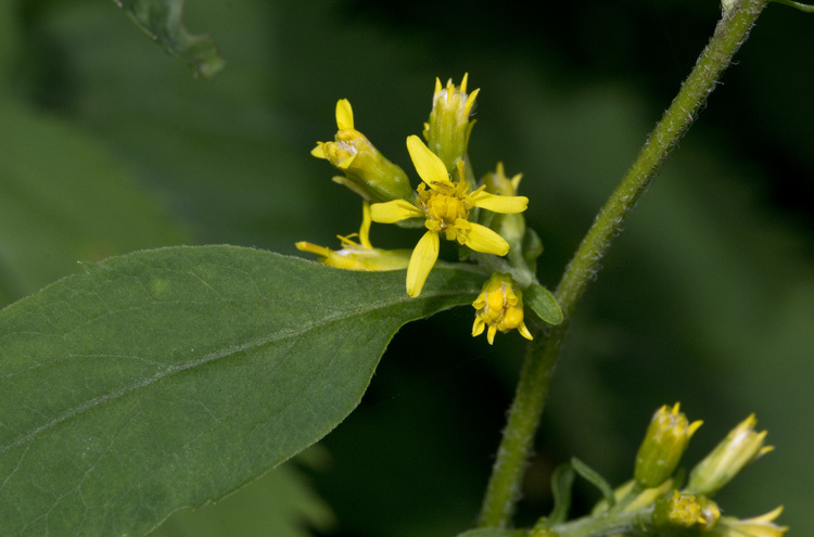 Image of Broad-leaved goldenrod