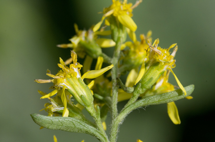 Image of Broad-leaved goldenrod