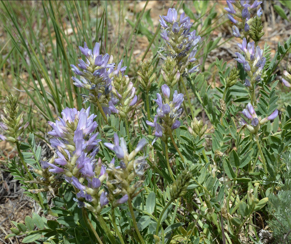 Image of purple milkvetch