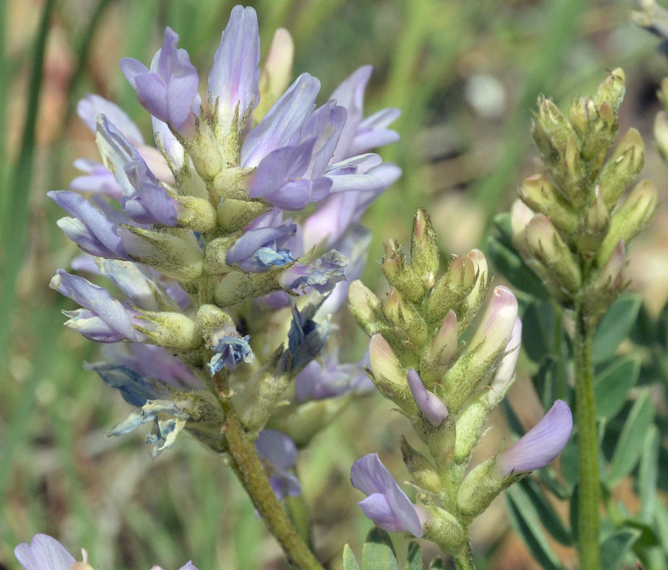 Слика од Astragalus agrestis Douglas ex Hook.