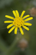 Image of sticky groundsel