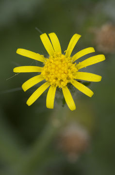 Image of sticky groundsel