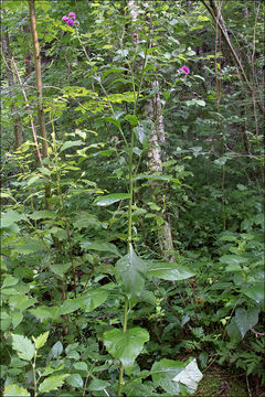 Image of Carduus personata (L.) Jacq.