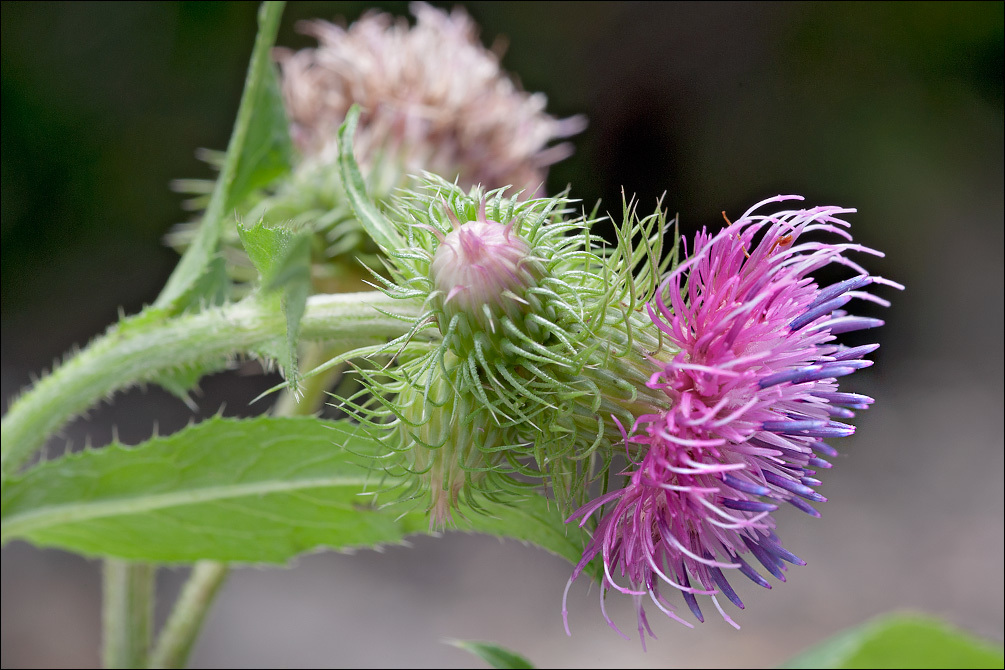 Image of Carduus personata (L.) Jacq.