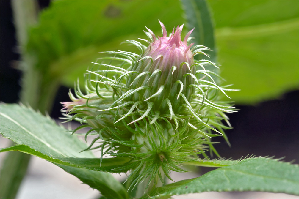 Слика од Carduus personata (L.) Jacq.