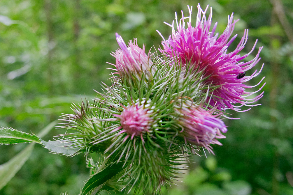 Image of Carduus personata (L.) Jacq.