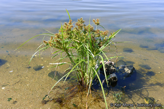 Image of fragrant flatsedge