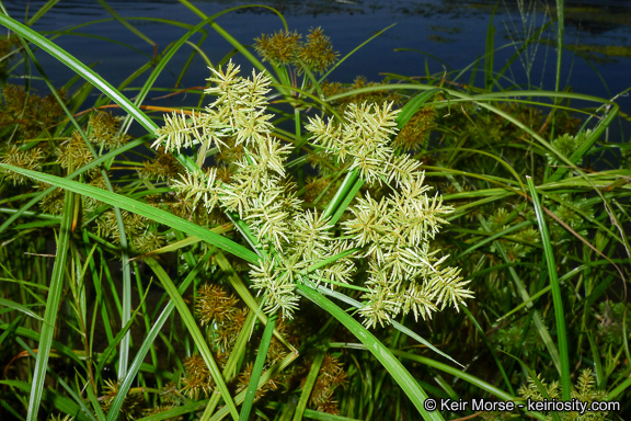 Image of fragrant flatsedge