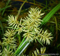 Image of fragrant flatsedge