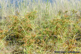 Image of fragrant flatsedge