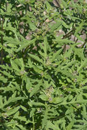 Image of annual ragweed