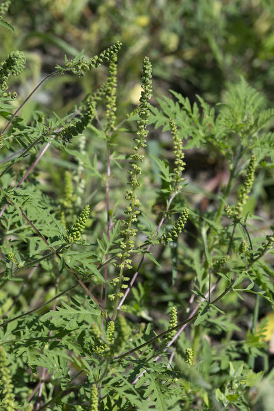 Ambrosia artemisiifolia L. resmi