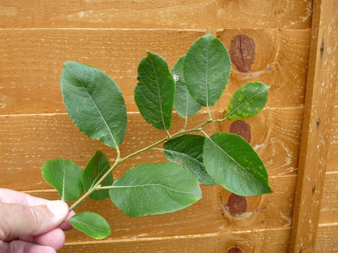 Image of goat willow