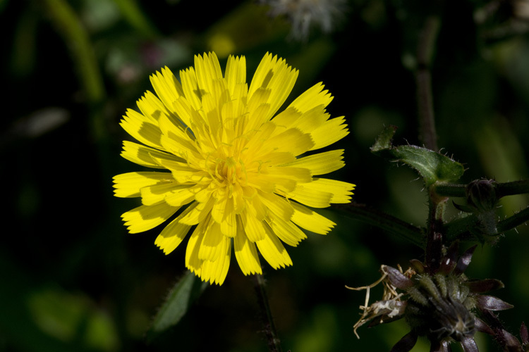 Image of hawkweed oxtongue