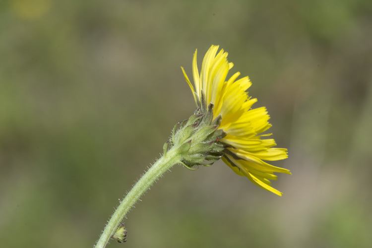 Image of hawkweed oxtongue