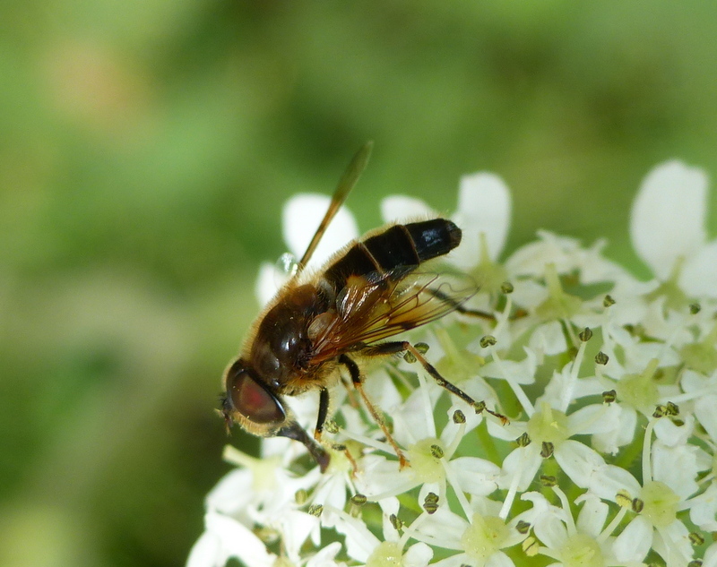 Image of Eristalis pertinax (Scopoli 1763)