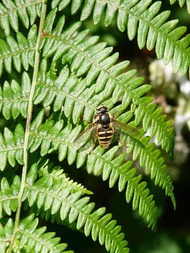 صورة Sericomyia silentis (Harris 1776)