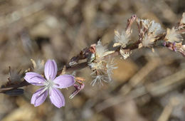 صورة Stephanomeria virgata subsp. pleurocarpa (Greene) Gottlieb