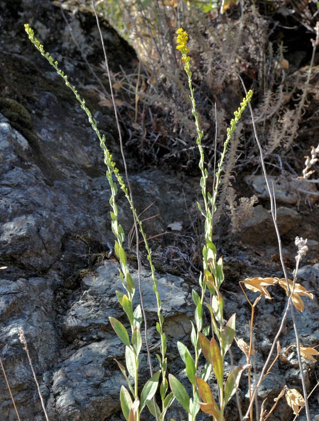 Sivun <i>Solidago californica</i> kuva