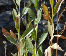 Image of Northern California goldenrod