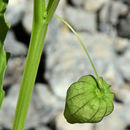 Слика од Physalis angulata L.
