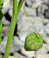 Physalis angulata L. resmi