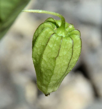 Image of cutleaf groundcherry