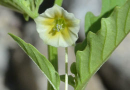 Physalis angulata L. resmi