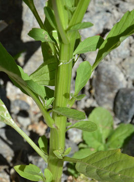 Image of cutleaf groundcherry